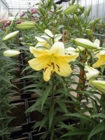 [1751 Telesto No02.JPG]